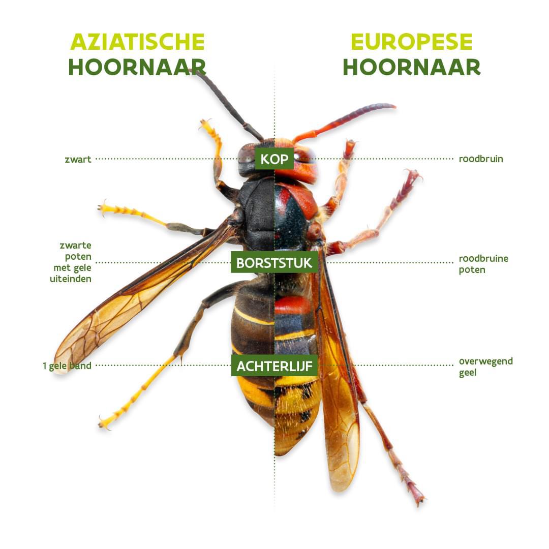 Aziatische hoornaar, Europese hoornaar bestrijding Midden - Groningen, Hoogezand - Sappemeer, Zuidlaren, Veendam